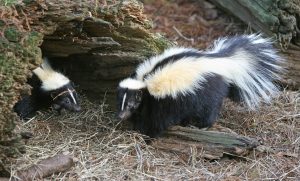 Striped_Skunk-300x181.jpg