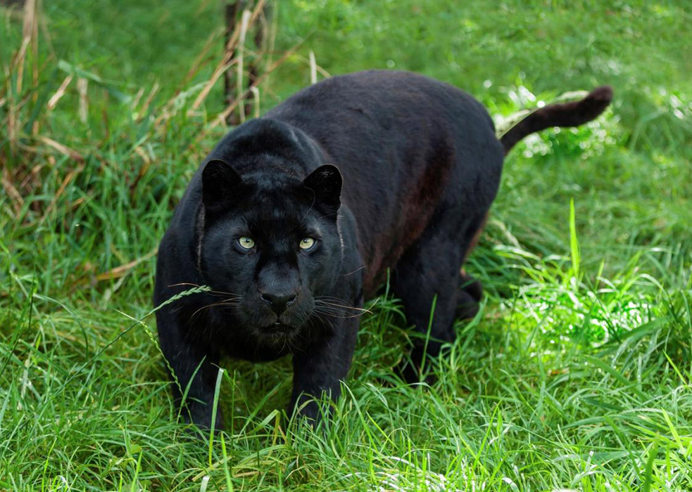 panther-1529349445749.jpg