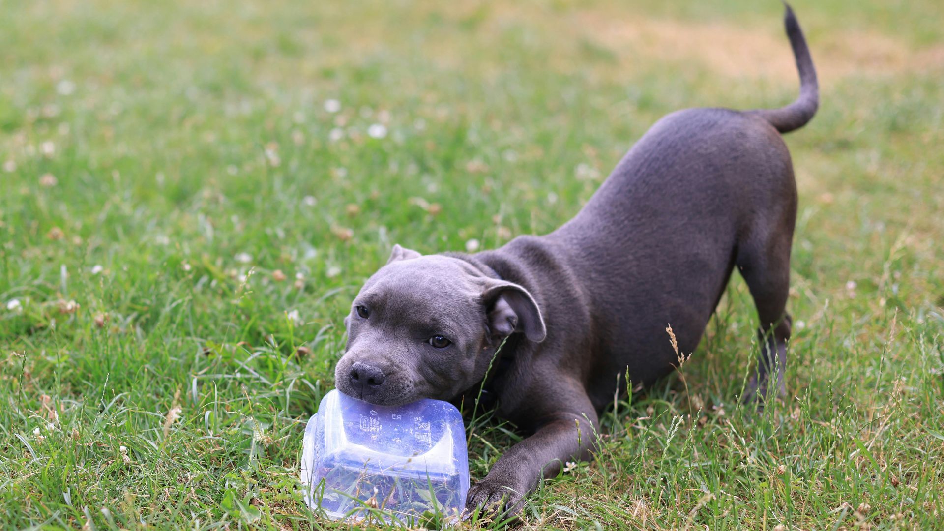 10 Signs You're Battling Puppy Blues & 10 Things You Can Do About It ...