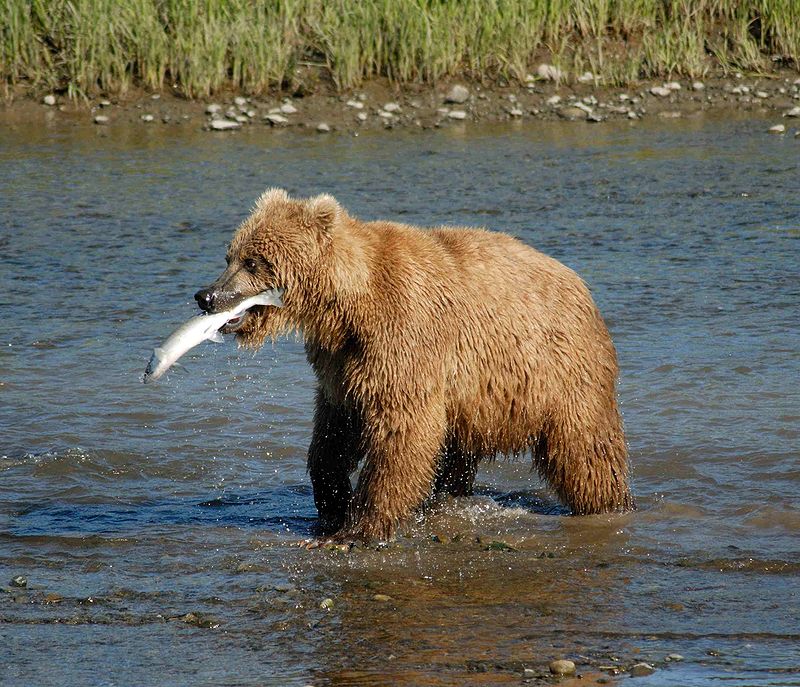 800px-Bear_Alaska_(3)