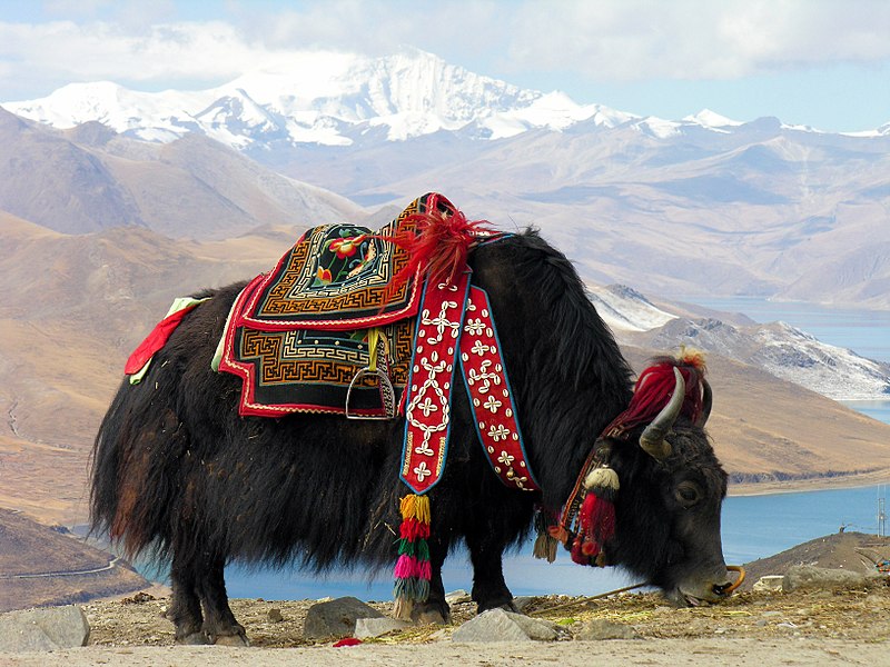 800px-Bos_grunniens_at_Yundrok_Yumtso_Lake