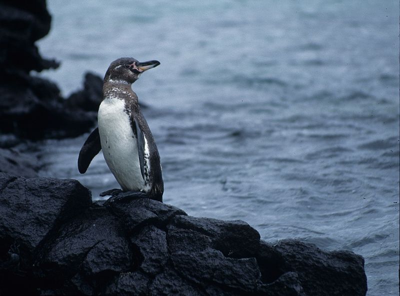 800px-Gala%CC%81pagos_Penguin_Spheniscus_mendiculus_Gala%CC%81pagos_Islands_Ecuador.jpg