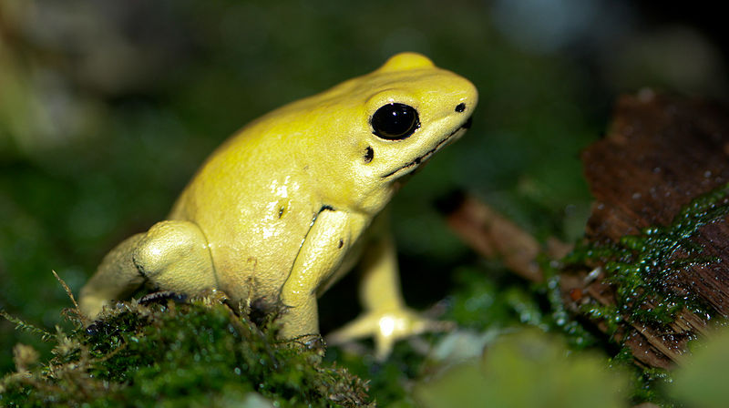 800px-Golden_Poison_dart_frog_Phyllobates_terribilis