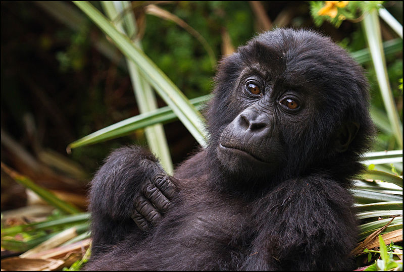 Eastern_Lowland_Gorilla_Infant_in_Kahuzi_Biega_National_Park