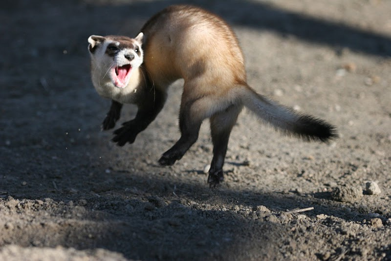Jumping_black_footed_ferret