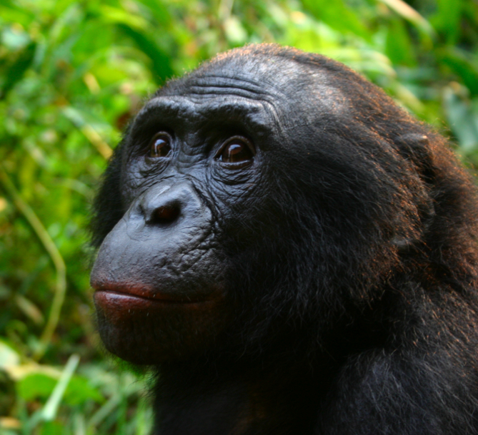 Male_Bonobo_Lola_ya_Bonobo_2008