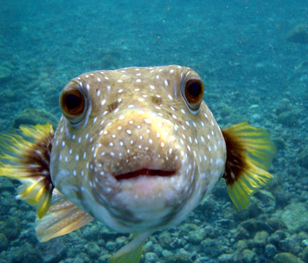 Puffer_Fish_DSC01257-1-1024x876.jpg