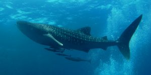 Similan_Dive_Center_-_great_whale_shark-300x150.jpg