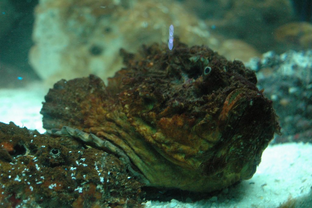 Stonefish_6784693311-1024x681.jpg
