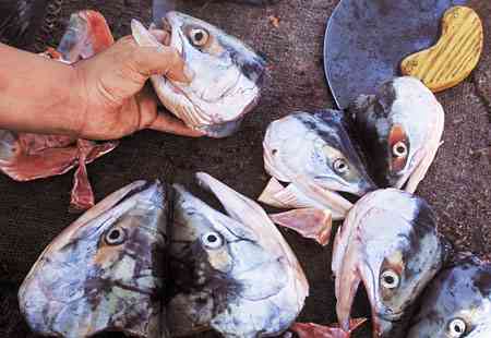 Weird-Foods-9