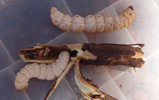 Witchetty_grub