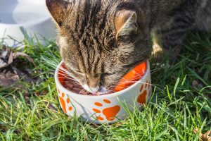 cat-1136365-300x200.jpg