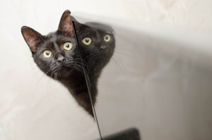 cat-3062966-300x199.jpg