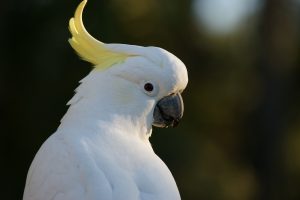 cockatoo-583921-300x200.jpg