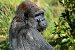 silverback-gorilla-1402593801MmY-300x199.jpg