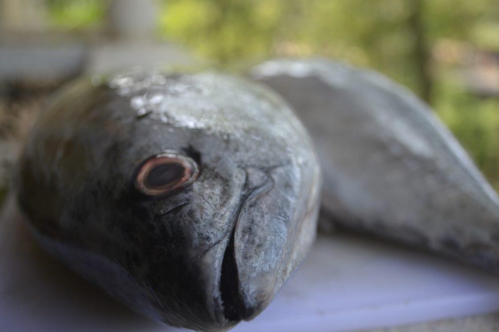 tuna-1424864511i5L-1024x683.jpg
