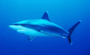 1920px-Silvertip_shark-300x184.jpg
