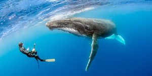 diving_whale-1527693854251-300x150.jpg