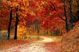 fall-1072821-300x200.jpg