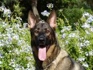 german-shepherd-232393-300x225.jpg