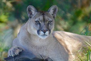 mountain-lion-1577644-300x200.jpg