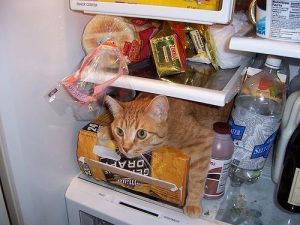 cat-fridge-793715-300x225.jpg
