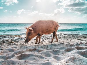 bruno-van-der-kraan-549950-unsplash-300x225.jpg