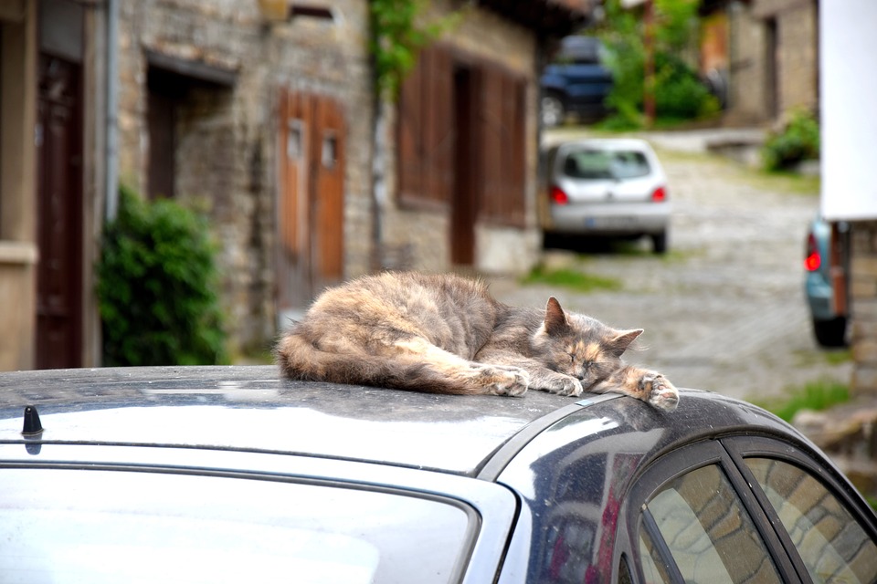 cat-1407313_960_720-1538164881190.jpg