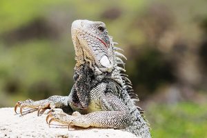 iguana-1581412_1920-300x200.jpg