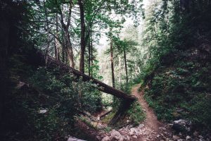 andy-mai-68720-unsplash-300x200.jpg