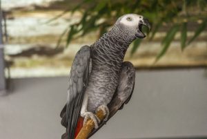 bird-2776251-300x201.jpg