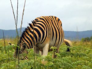 zebra-2549795-300x225.jpg