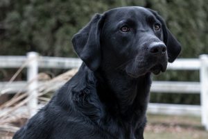 black-lab-4771308-300x200.jpg