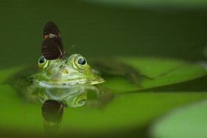frog-540812-300x200.jpg