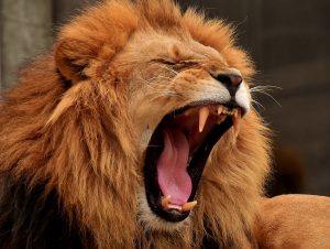 lion-3317670-300x226.jpg