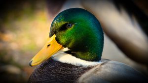 mallard-3747770-300x169.jpg