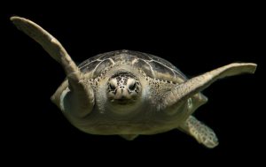 turtle-2293894-300x189.jpg