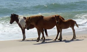 wild-horses-1522422-300x180.jpg