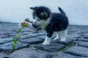 cat-2536662-1-300x200.jpg