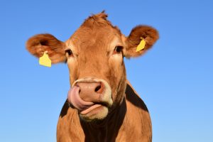 cow-1715829-300x200.jpg