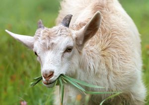 goat-1596880-1-300x212.jpg