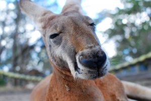 kangaroo-1209951-1-300x201.jpg