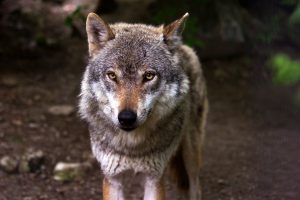 wolf-635063-300x200.jpg