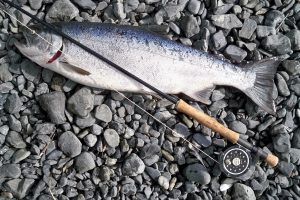 bait-catch-coho-salmon-1058295-300x200.jpg