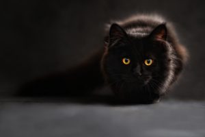 cat-694730-300x200.jpg