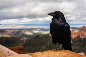 crow-828944-300x200.jpg
