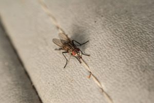 fly-1394859-300x201.jpg
