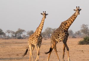 girafe-2692014-300x207.jpg