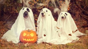 halloween-2870607-300x168.jpg