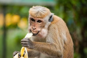 animal-ape-banana-321552-1-300x200.jpg